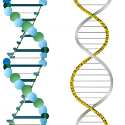 Bild zu Unterschied zwischen DNA und RNA