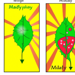 Bild zu Unterschied zwischen Fotosynthese und Zellatmung