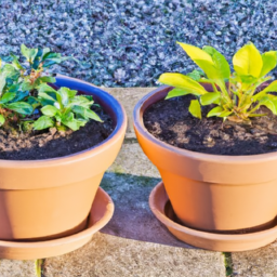 Bild zu Unterschied zwischen Topfpflanze und Gartenpflanze