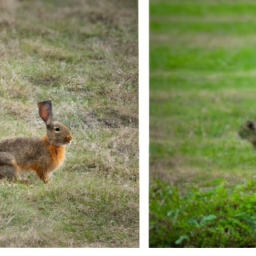 Bild zu Unterschied zwischen Hase und Kaninchen